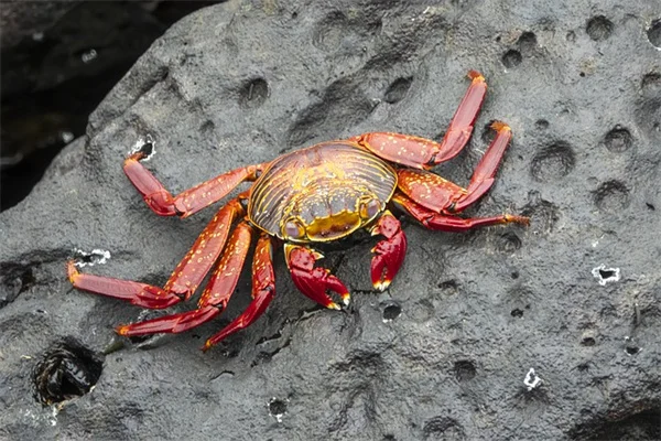葡萄の水やり完全ガイド｜正しい灌溉で失敗しないコツ