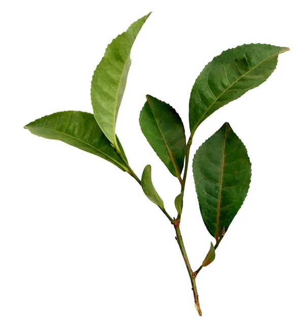 3年試した観葉植物スプレー DIY天然成分で葉のツヤと害虫対策！効果は？