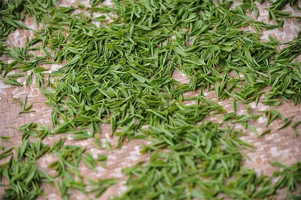赤い葉の植物を育てる失敗と成功の分かれ道